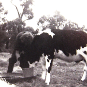 Boys feeding cows, Hillston